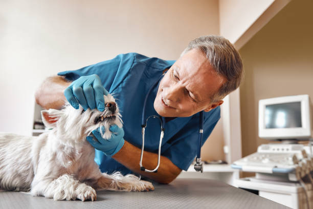 Best Emergency Dental Care for Trauma or Injury in El Cerro Mission, NM